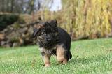 BERGER ALLEMAND 199